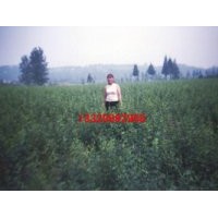 供木瓜苗木和種子