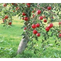 特供山西占地果樹（桃樹 杏樹 梨樹 棗樹 柿子樹）