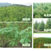 供應(yīng)核桃苗、蘋果苗、梨樹苗、葡萄苗、李子苗