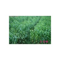 供應自種桃樹苗5萬棵