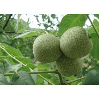 出售已經(jīng)嫁接過(guò)的核桃 樹(shù)苗