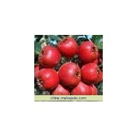 農(nóng)民自己的山楂苗低價格出售山楂苗