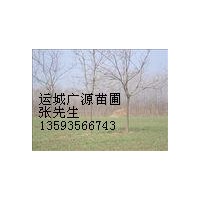 柿子樹(shù) 5公分柿子樹(shù)張先生供應(yīng)