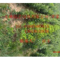 蘋果苗,山楂苗,棗樹苗,杜梨苗,櫻桃苗,梨樹苗