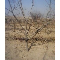 山楂樹；蘋果樹；山杏小苗；核桃樹；核桃苗；杏樹；梨樹；桃樹