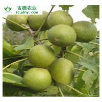 出售優(yōu)質(zhì)核桃苗、桃子苗、李子苗、枇杷苗