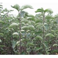 供應(yīng)梨樹苗 嫁接梨樹苗