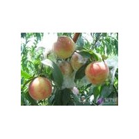 供應5-10公分柿子樹 柿子樹基地