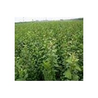 大量出售軟棗苗