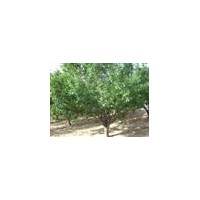 河北宏盛八棱海棠苗木基地長期供應(yīng)八棱海棠苗