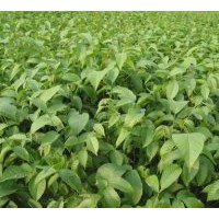 【供應核桃種苗】【核桃苗核桃苗核桃苗】【核桃苗價格】