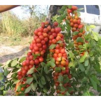 經濟果樹 鈣果苗 歐李鈣果苗