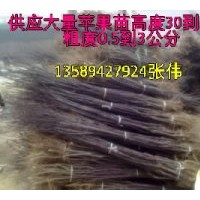 供應(yīng)大量蘋果苗、占地苗