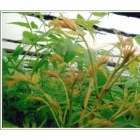 現(xiàn)貨供應(yīng)香椿樹(shù)苗