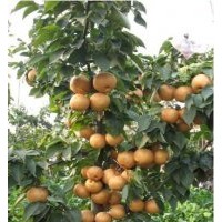 晚秋黃梨苗，秋月梨苗，黃金梨苗，圓黃梨苗，愛(ài)宕梨苗等