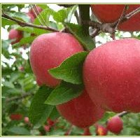 矮化蘋(píng)果苗，煙富三號(hào)，煙富六號(hào)，美國(guó)八號(hào)，紅將軍等