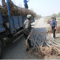 供花椒苗 梨苗 側(cè)柏苗 草莓苗 山楂苗 等大桃樹(shù) 楊樹(shù) 法桐