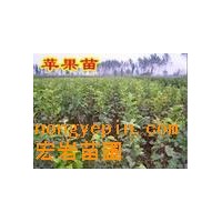 供應(yīng)蘋果苗，桃苗，棗苗，梨苗，柿子苗，核桃苗