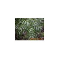 供應(yīng)鈣果苗，黃連木，文冠果苗，核桃苗