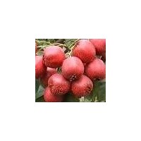 供應(yīng)山楂，蘋果，柿子，核桃