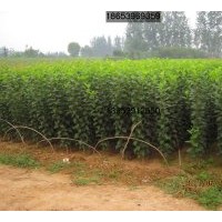 供應(yīng)甜茶實(shí)生苗、甜茶苗（北美海棠）