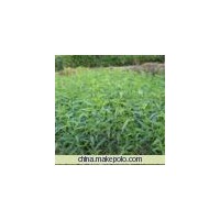 供應(yīng)山西山楂苗 山楂苗產(chǎn)地批發(fā)