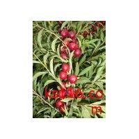 供應鈣果苗，黃連木，文冠果苗，核桃苗價格