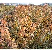 大量供應(yīng)櫻桃苗