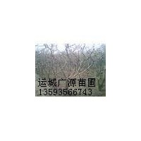 山西桃樹(shù)基地8-12公分桃樹(shù)低價(jià)出售