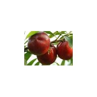 126油桃苗，12-33油桃苗，中油4號(hào)，中油5號(hào)，中油10.12號(hào)等