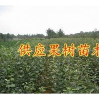 長期大量供應(yīng)各種果樹苗木