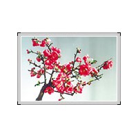 供各種苗木花卉：各種桃樹苗、梨樹苗、蘋果苗、柿子苗、板栗苗