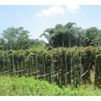 供應(yīng)芒果樹