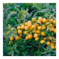 大量供應(yīng)各種規(guī)格鈣果苗