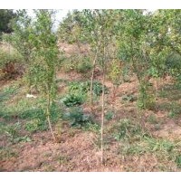 批發(fā)石榴樹苗