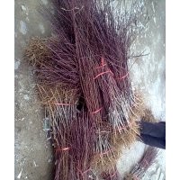 榮岐苗圃直銷一一桃苗