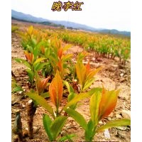 優(yōu)質果苗:橋化寒富，矮化寒富， 晚李紅，晚黃