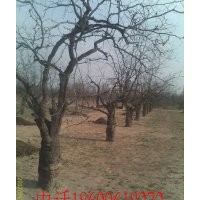 出售景觀棗樹，嫁接冬棗樹苗
