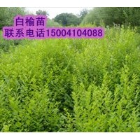 糖槭苗 五角楓苗 白榆苗 123蘋果苗