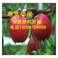 沈陽寒富蘋果苗 遼寧寒富蘋果苗