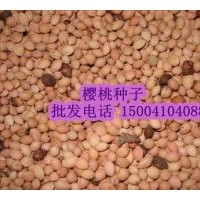 櫻桃種子 櫻桃苗 123果樹苗 李子苗 山丁子苗