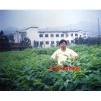 供核桃實生苗、核桃嫁接苗木