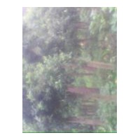 供應(yīng)楊梅樹 6-25公分，2-3米