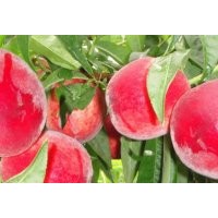 供應(yīng)126桃樹苗、突圍桃苗、夏之夢(mèng)桃苗、春雪桃苗等