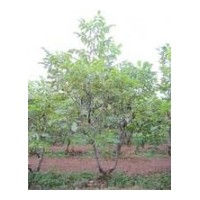 山西優(yōu)質(zhì)核桃苗供應(yīng)商