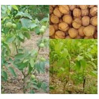 核桃苗 核桃苗價格 山西核桃苗 核桃苗基地