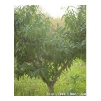 【毛桃苗/山桃苗/山桃樹/毛桃樹/山西桃樹