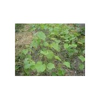 特供山西優(yōu)質(zhì)葡萄苗