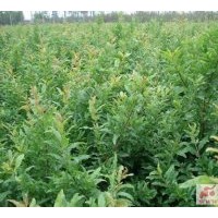 現(xiàn)貨供應(yīng)石榴樹(shù)苗