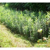 現(xiàn)貨供應(yīng)蘋果樹(shù)苗